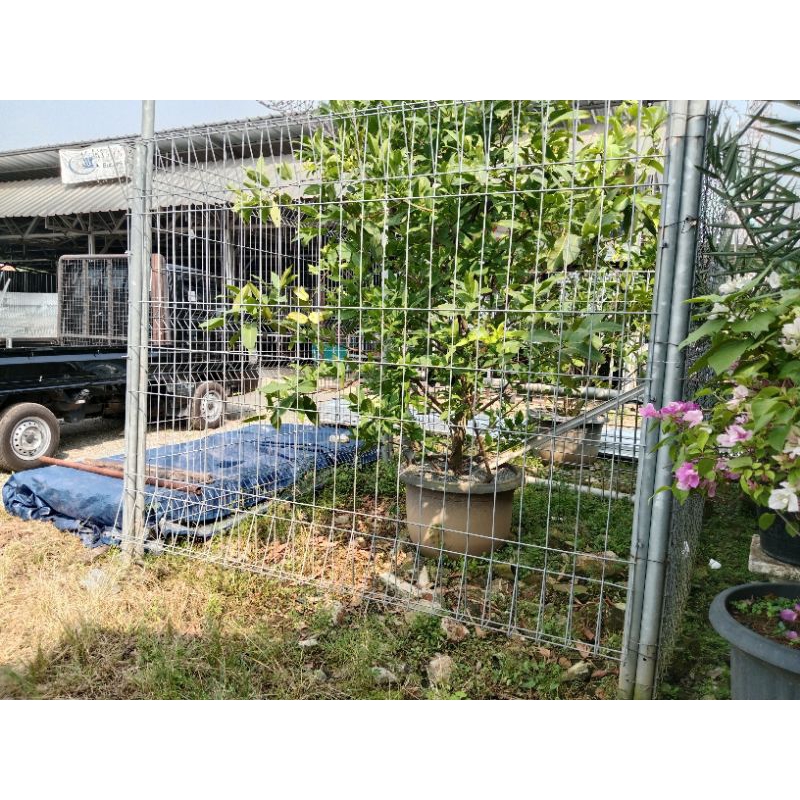 Jual Pagar BRC 90cm dia 5.5mm EP | Shopee Indonesia