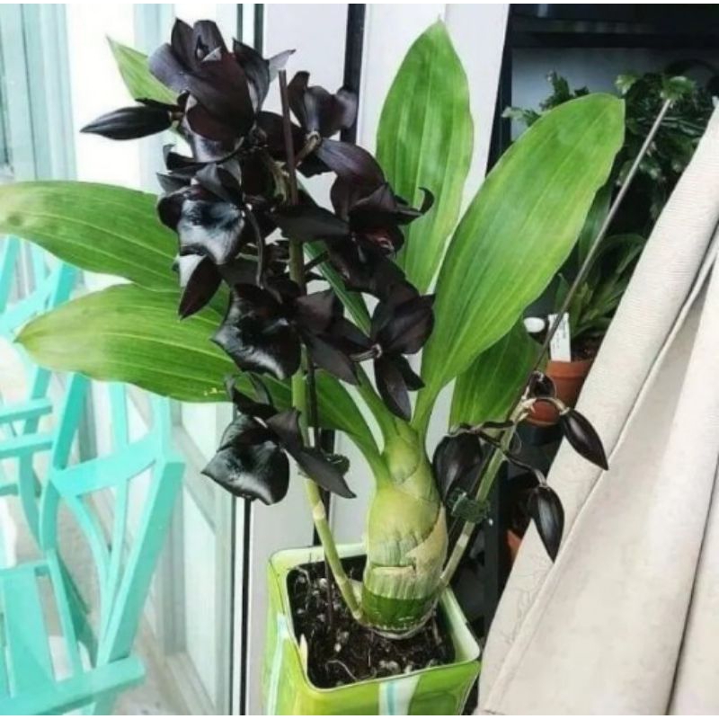PROMO!!TANAMAN HIAS ANGGREK CYMBIDIUM BERKUALITAS//LILY BUNGA MAWAR