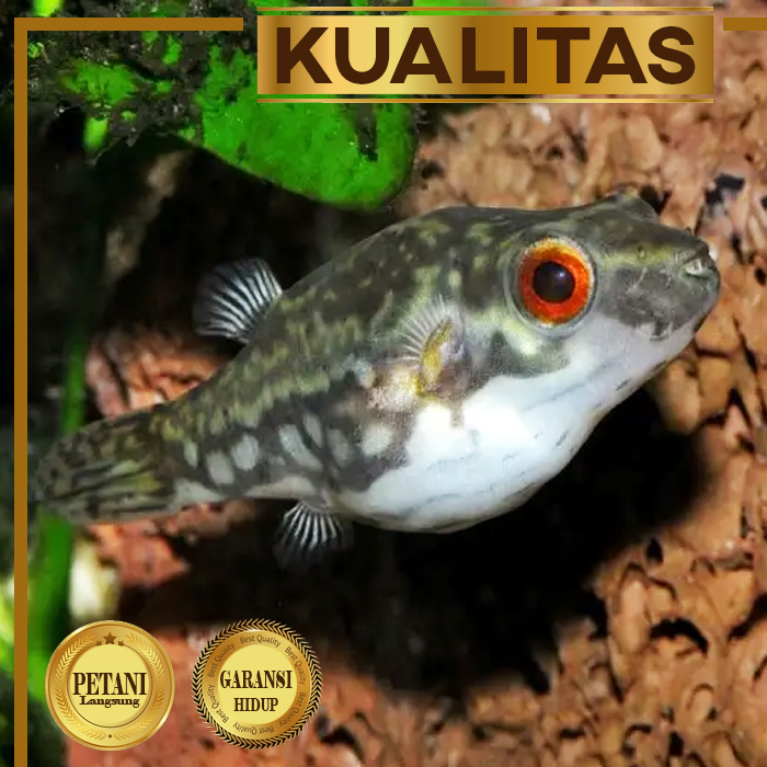 Jual Mini Red Eye Puffer Fish Ikan Hias Aquascape Hiasan Aquarium