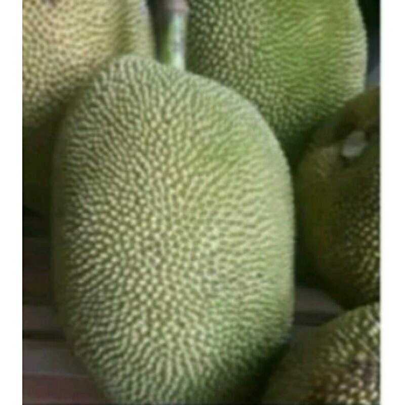 Jual Buah Nangka Mateng Satuan Utuh Shopee Indonesia