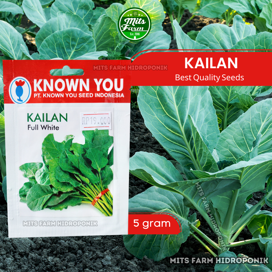 Jual Benih Kailan Full White Known You Seed Shopee Indonesia