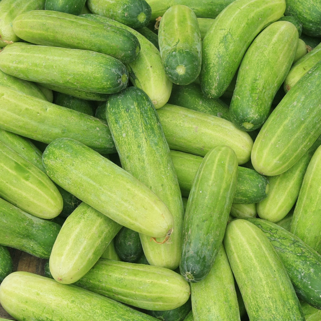 Jual Timun Segar / Fresh Cucumber 1 Kg | Shopee Indonesia