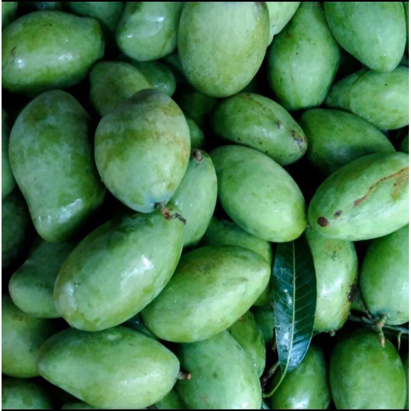 Jual buah mangga metah/mangga rujak fresh 1kg | Shopee Indonesia