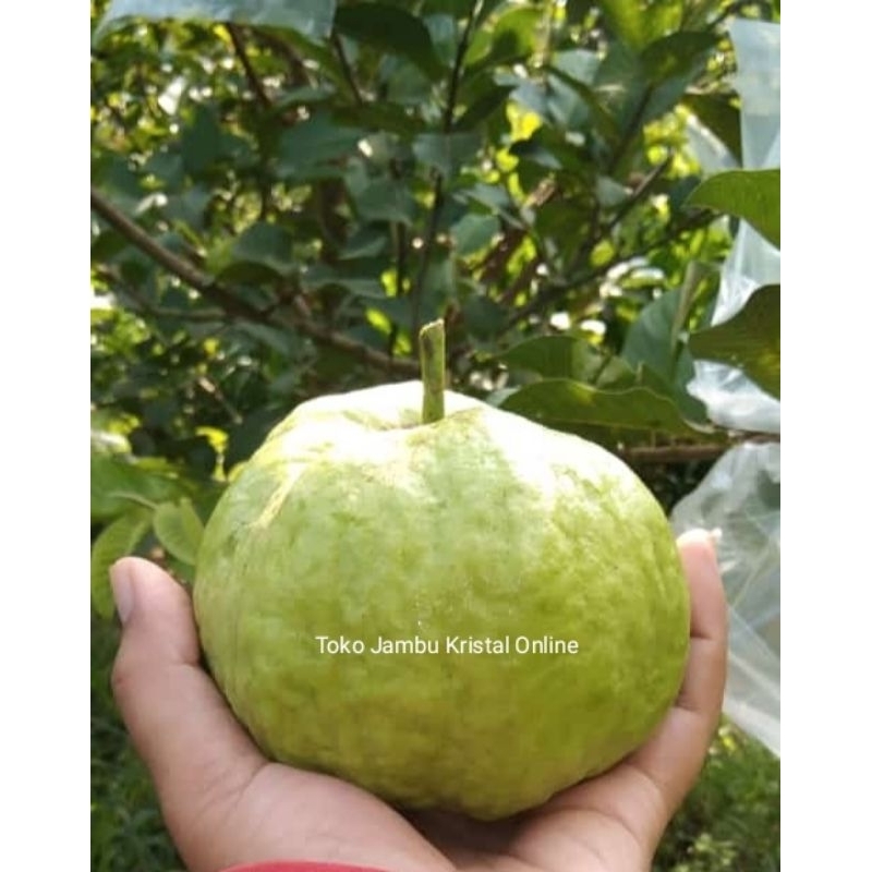 Jual buah jambu kristal 1 kg ukuran SUPER / BESAR buah jamkis fresh ...