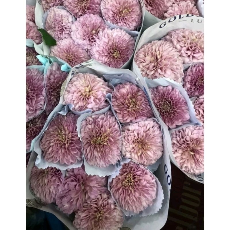 Jual bunga Gompi Pink Soft / Bunga Gompi Fresh / Bunga Gompi / Bunga ...