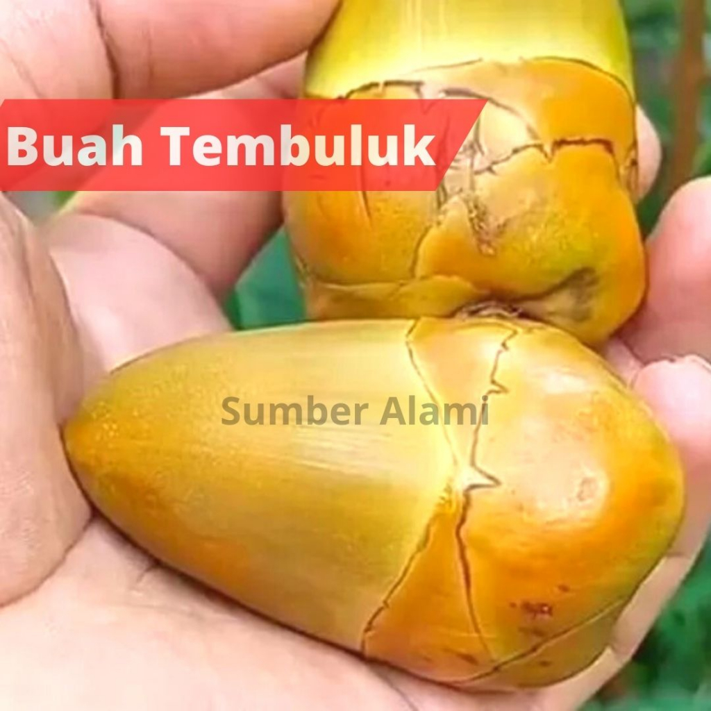Jual Tembuluk Bluluk Bunga Buah Kelapa Muda Kecil Pentil Obat Herbal ...