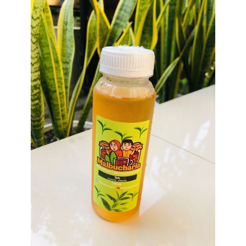 Jual Kombucha Original Teh Fermentasi Probiotik 250 Ml Per Kemasan Shopee Indonesia 2052