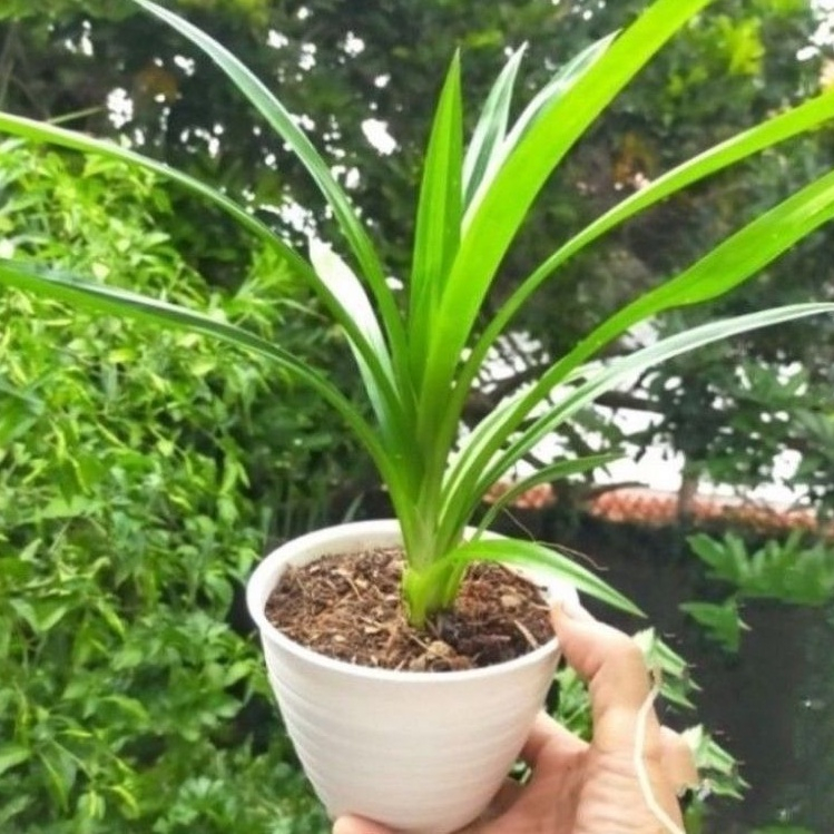 TERMURAH Tanaman Pandan Wangi - Pohon Pandan Wangi / Tanaman Herbal Pandan Wangi Bibit Tanaman Hidup Pandan Harum