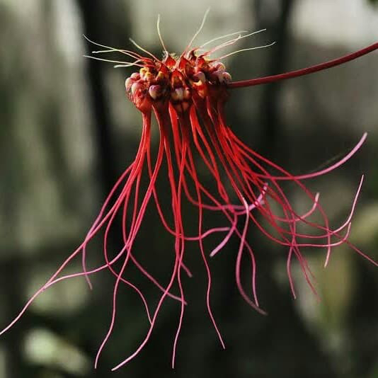 Jual Anggrek Bulbophyllum Gracillimum Siap Berbunga | Shopee Indonesia