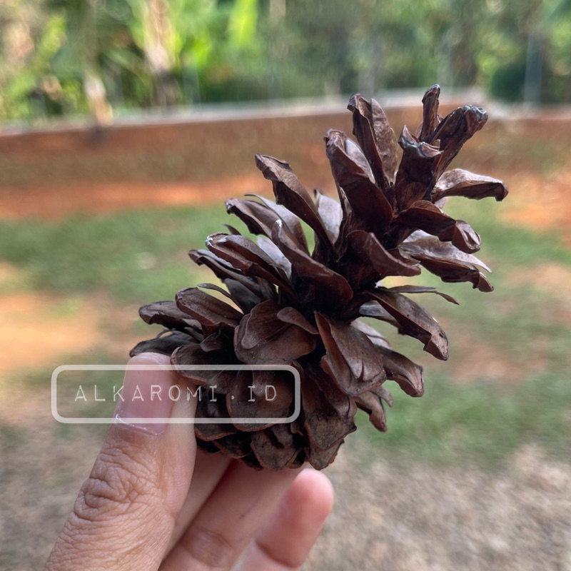 Jual 12pcs bunga pinus kering pilihan / bunga rustic | Shopee Indonesia