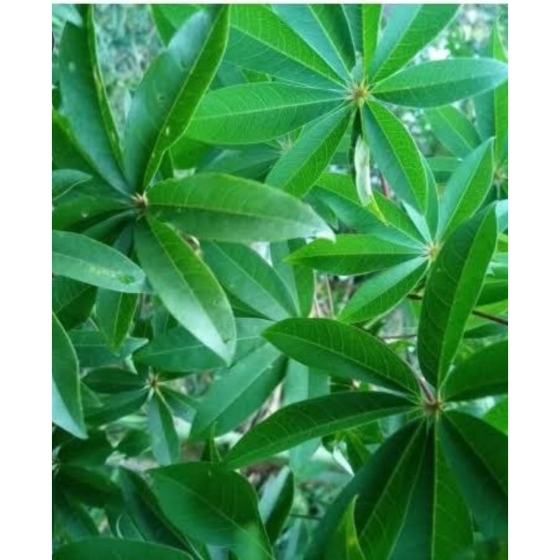 Jual DAUN RANDU / DAUN KAPUK 1KG / DAUN KAPAS OBAT HERBAL TRADISIONAL ...