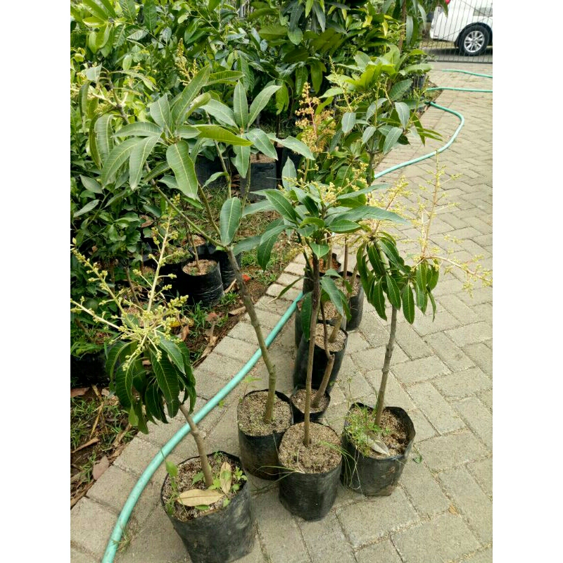 Jual Taman Bunga Batu Terlengkap & Harga Terbaru Mei 2026 | Shopee ...