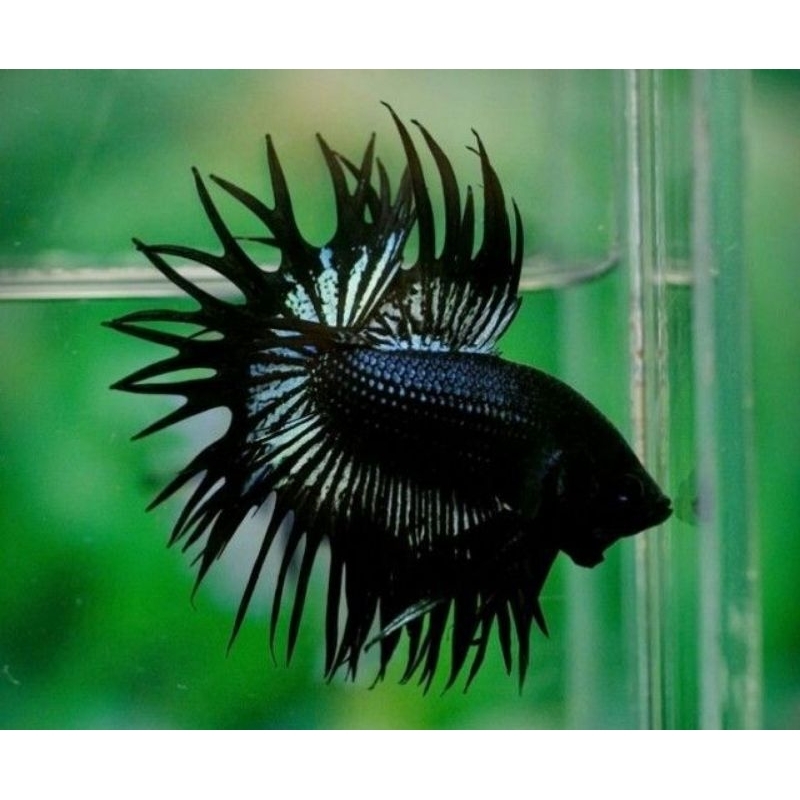 Jual Crowtail Black Orcit | Shopee Indonesia