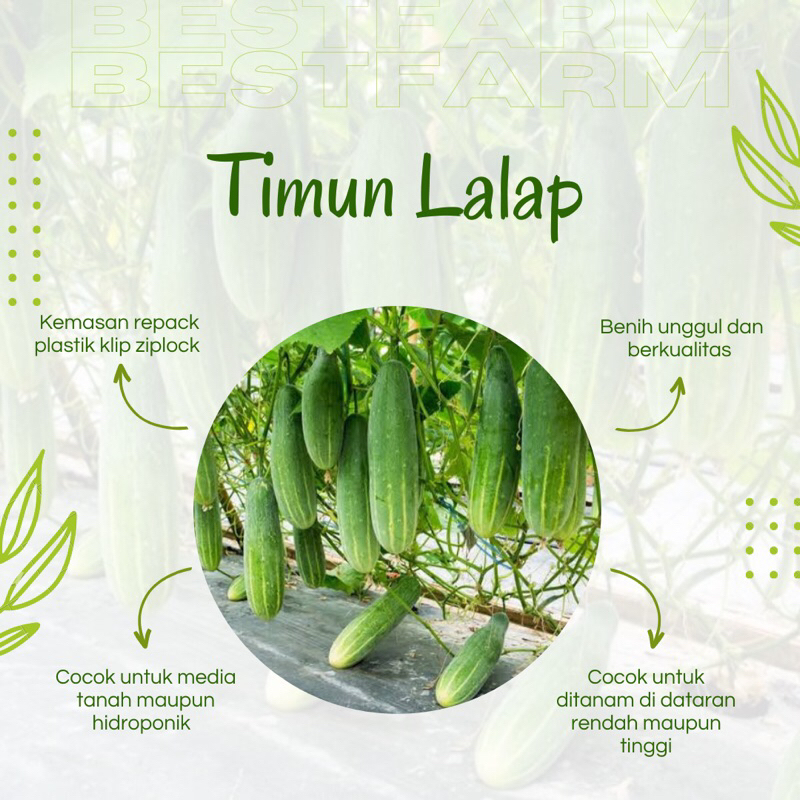 Jual Benih Tanaman Sayur Timun Lalap 20 Biji Shopee Indonesia 