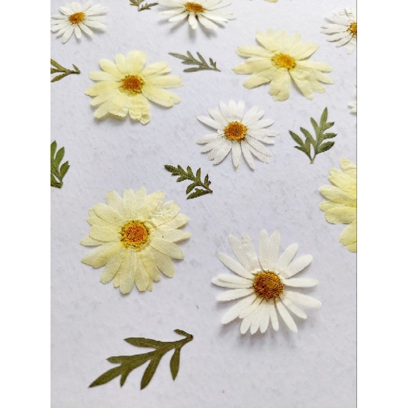 Jual Daisy Pressed flower Bunga Daisy press Daisy press Daisy