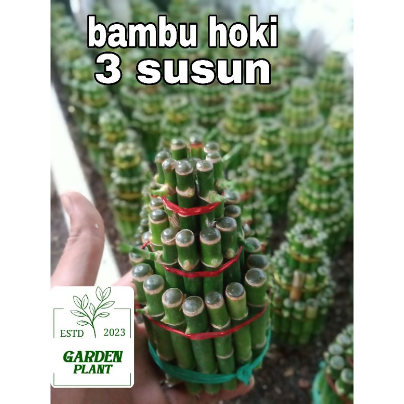 Jual Bambu Hoki 3 Susun Tanaman Hias Bambu Hoki Srirejeki Shopee