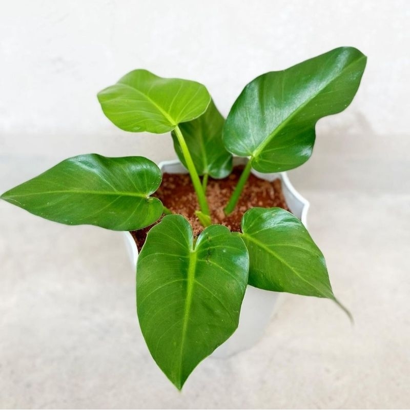 Jual {BISA COD} tanaman hias philodendron giganteum marbel tanaman ...