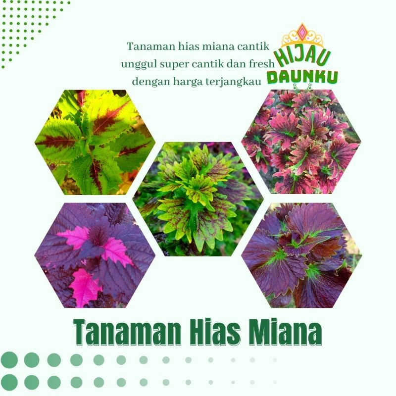 Jual Tanaman Hias Miana Bunga Cantik Murah Miyana Sultan Langka Masih Segar Shopee Indonesia