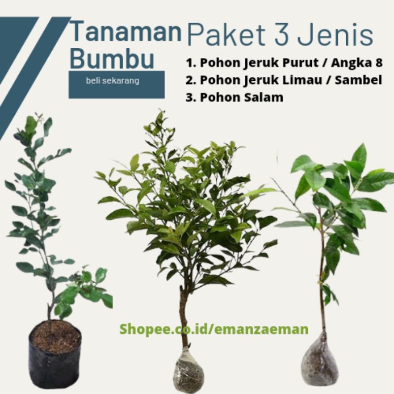 1 Kg Paket 3 Jenis Tanaman Pohon Jeruk Limau, Purut, Pohon Daun Salam