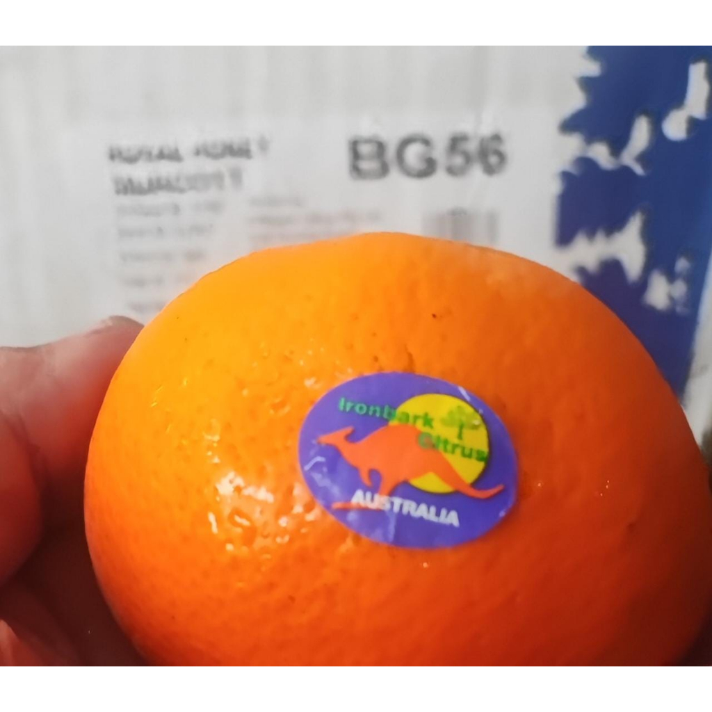 Jual Buah Segar Jeruk Kupas Murcot Royal Honey Murcott Mandarin Orange Kg Shopee Indonesia