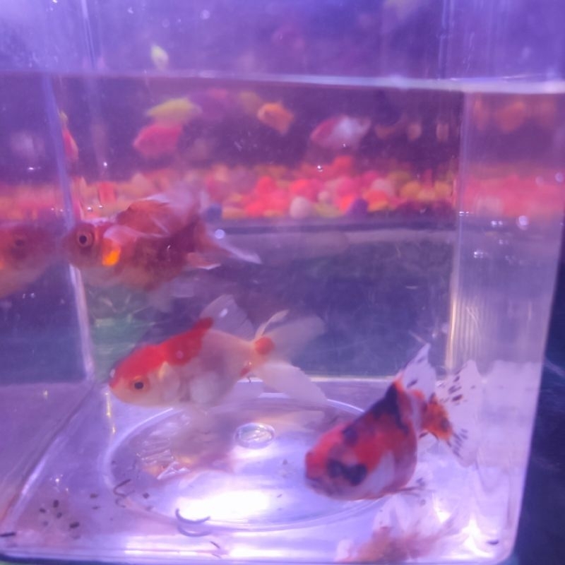 Jual Ikan Mas Koki Oranda Tricolor Tri colour 3c | Shopee Indonesia