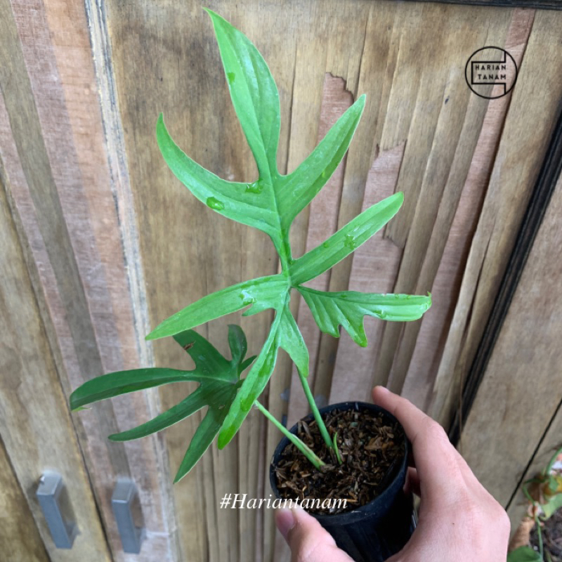 outdoor split leaf philodendron Split-Leaf Philodendron - Live Plant in a 3 Gallon Growers Pot