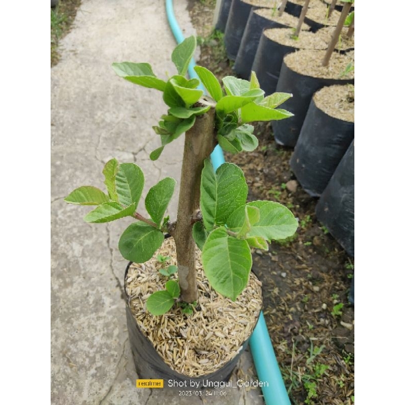 Bibit Tanaman Buah Jambu Sukun Tanpa Biji