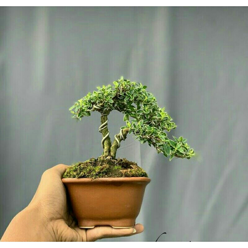 Jual Tanaman bonsai mini mirten hingkip sudah jadi tinggal display
