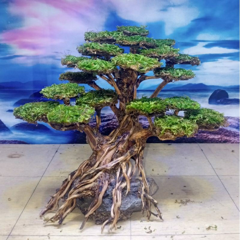 Jual bonsai aquascape siap pajang Shopee Indonesia