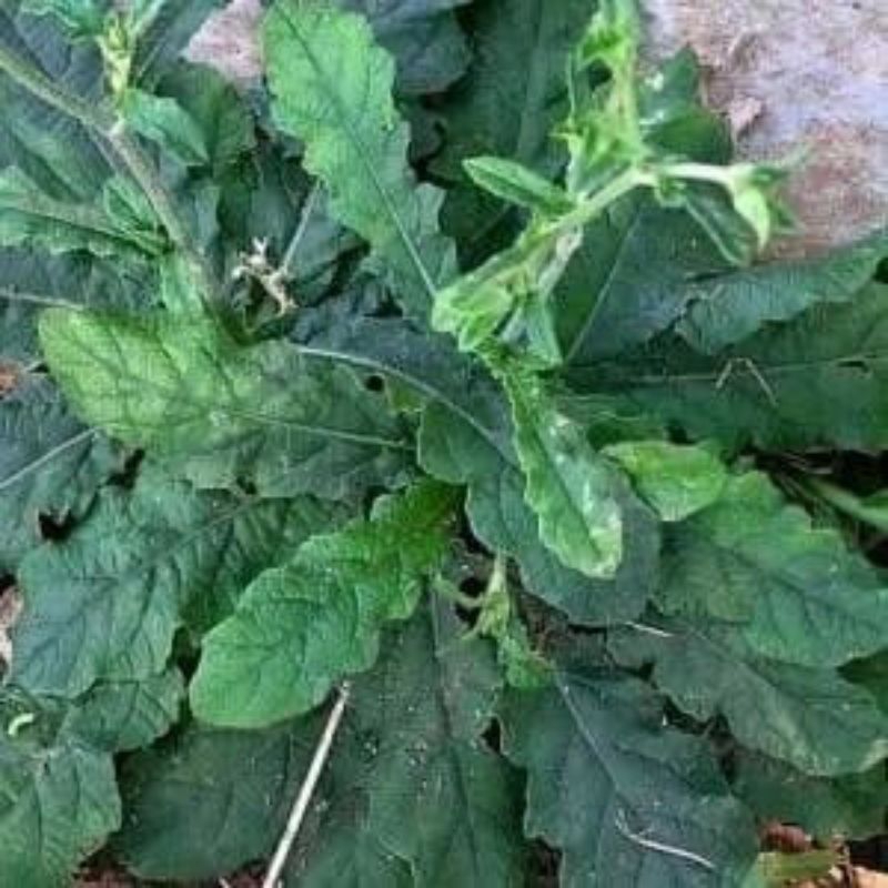 Jual Daun Tapak Liman ata Talpak Tanah | Shopee Indonesia