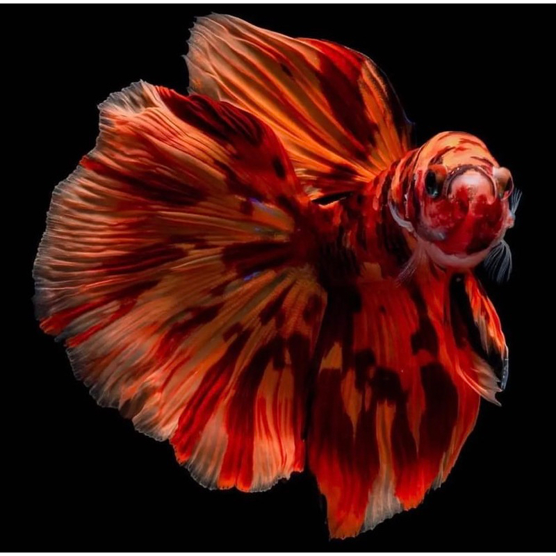 Jual cupang halfmoon nemo ekor lebar, warna unik, full warna istimewa ...