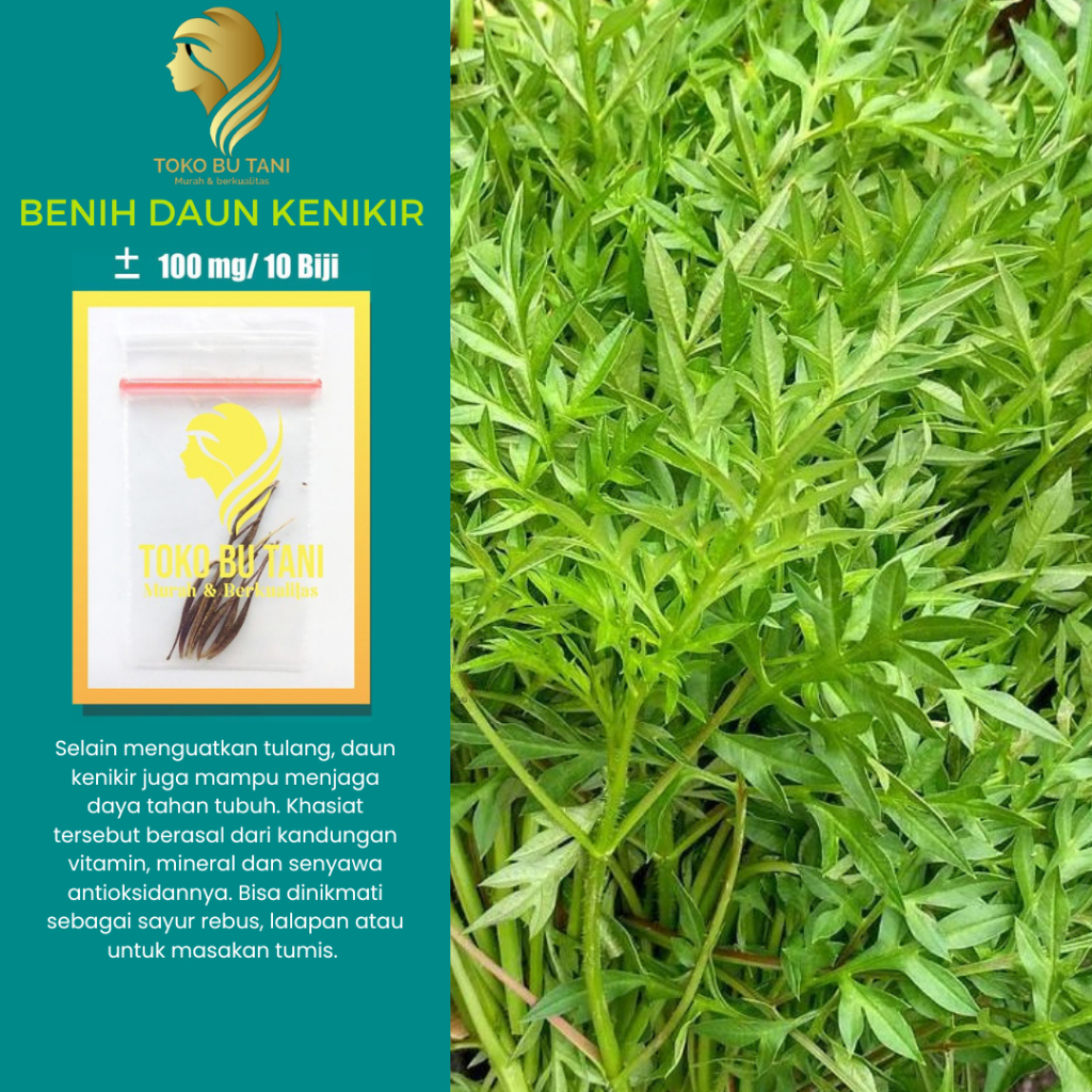 Jual Btn Benih Sayur Daun Bibit Kenikir Sayur Lalap Super Bibit Sayuran