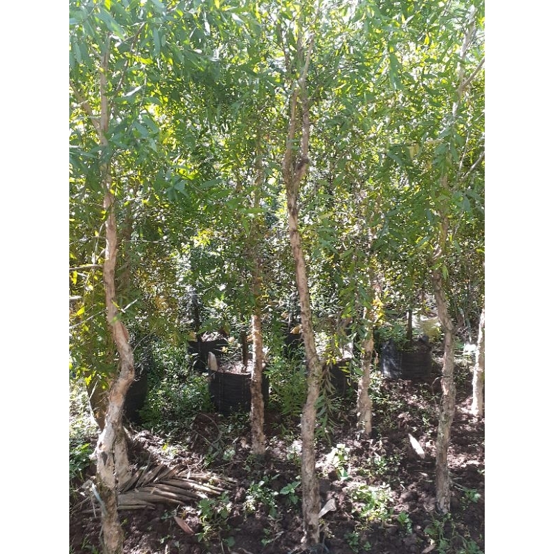 Jual Tanaman pohon kayu putih | Shopee Indonesia