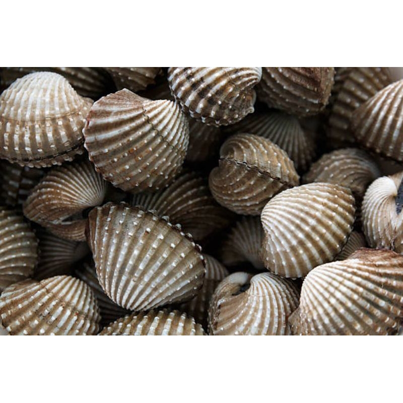 Jual HARGA PROMO Kerang Dara 1kg Kerang seafood fresh | Shopee Indonesia
