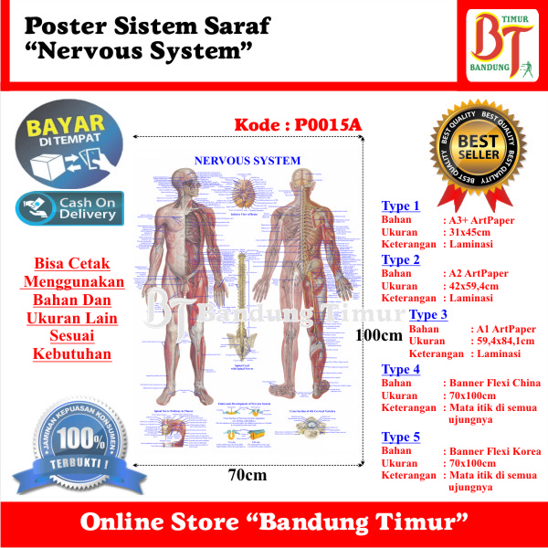 Jual POSTER SISTEM SARAF NERVOUS SYSTEM | Shopee Indonesia