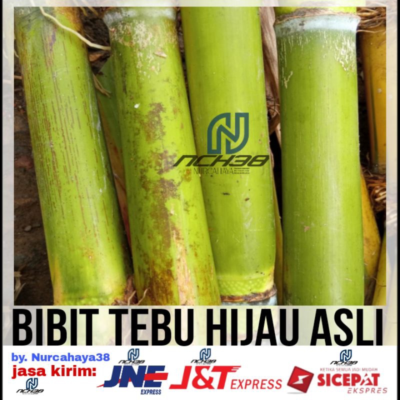 Jual Tebu Hijau Bibit Stek Tebu Hijau Ukuran 27 40cm Shopee Indonesia 9110