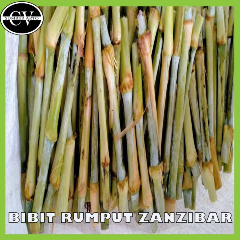 Jual Promo Bibit Rumput Zanzibar Promo Bibit Rumput Zanzibar Shopee