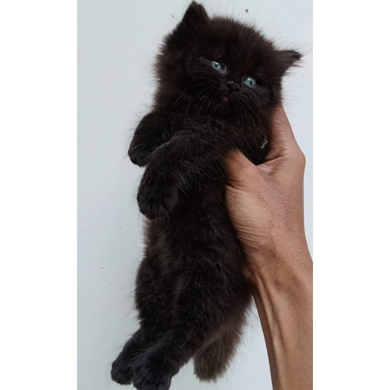 Jual Kucing Persia Hitam lucu gagah menawan | Shopee Indonesia
