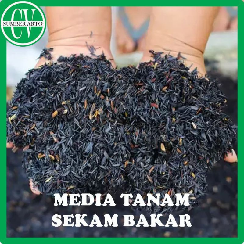 Arang sekam digunakan sebagai media tanam di pertanian