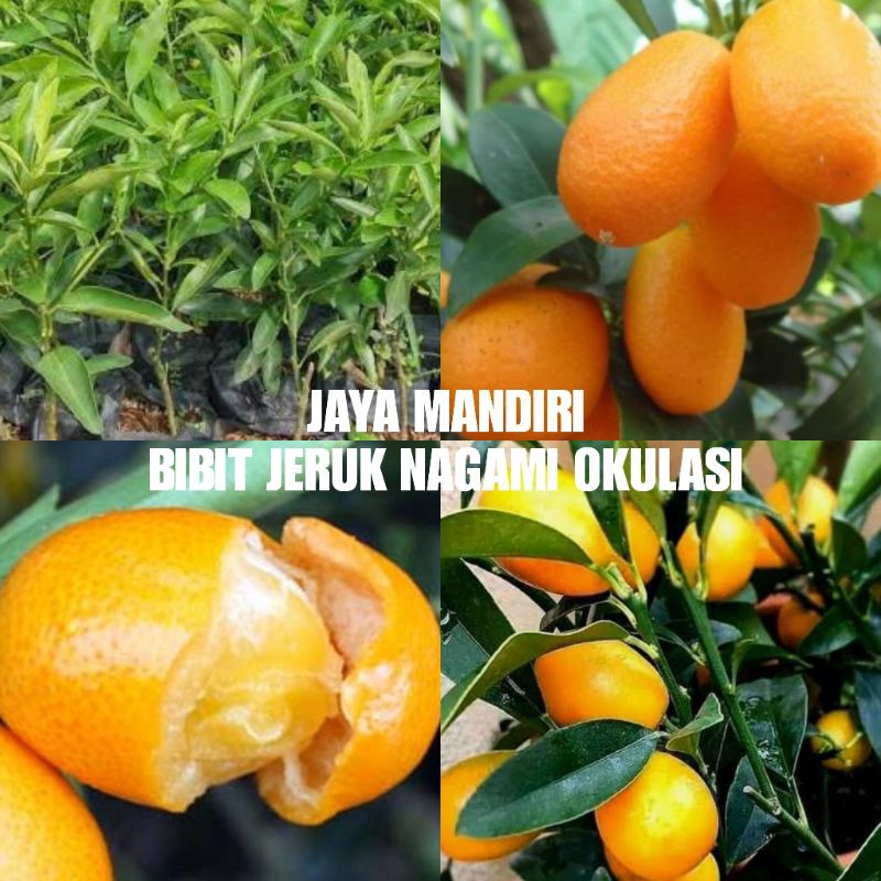 Jual Bibit Tanaman Jeruk Nagami Jeruk Lalap Nagami Okulasi Shopee