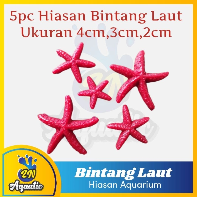 Jual 5 pc Hiasan Bintang Laut Miniatur Bintang Laut Murah Hiasan ...