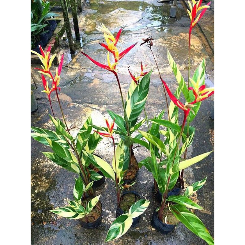 Jual Tanaman Hias Heliconia Varigata Heliconia Flower Shopee Indonesia