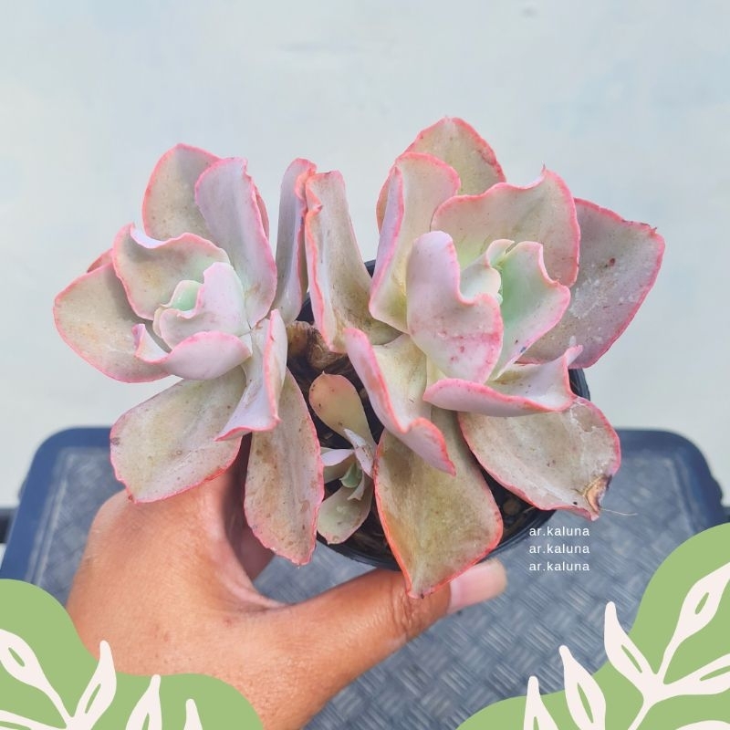 Jual Echeveria Chantilly Santili Kol Sukulen Kaktus Tanaman Hidup Shopee Indonesia