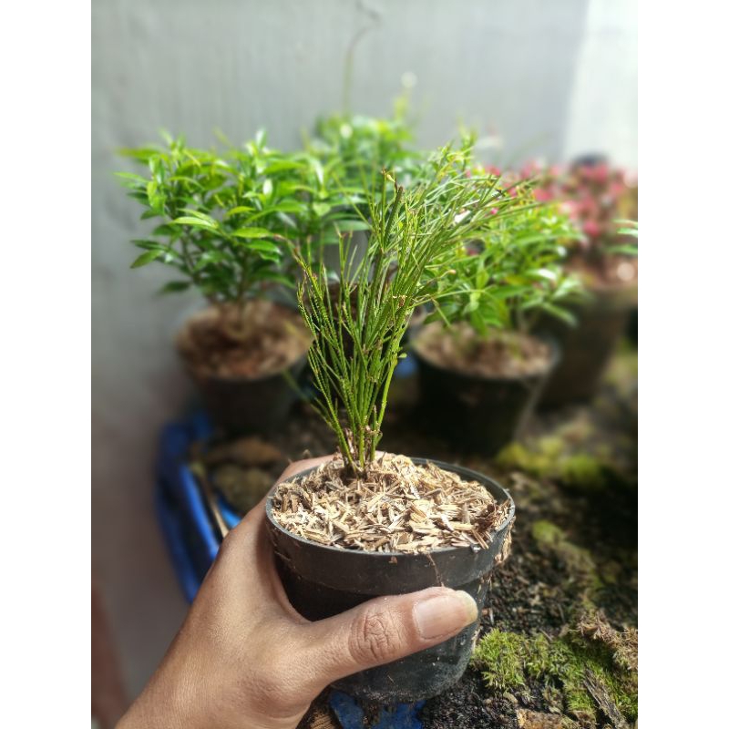 Jual Tanaman Paludarium Tanaman Air Mancur Tanaman Terraium Shopee