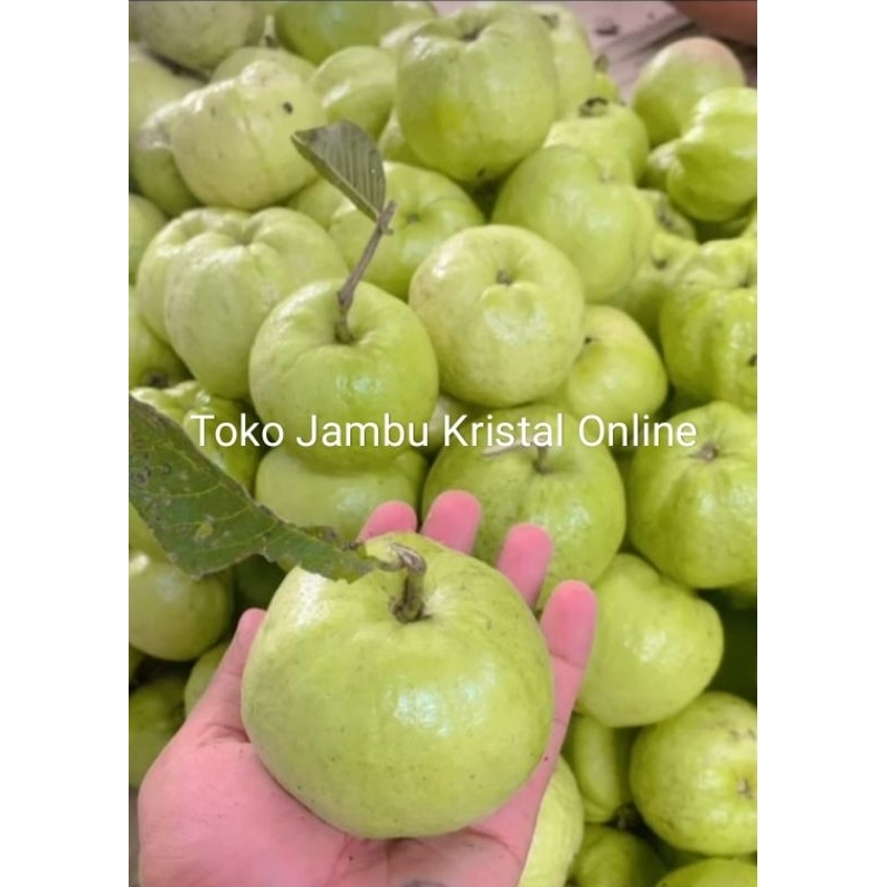 Jual Buah Jambu Kristal Kg Ukuran Sedang Buah Segar Fresh Buah Jamkis