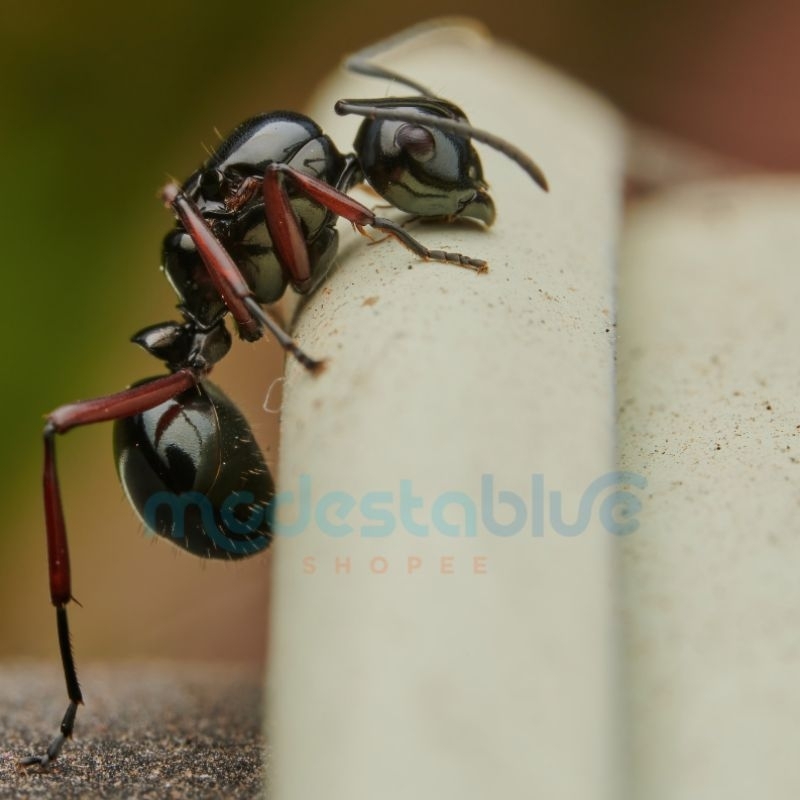 Jual Polyrhachis Rastellata Fertile Queen | Ratu Semut | koloni ...