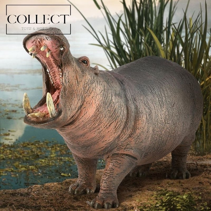 Jual CollectA Hippopotamus 88833 Kuda Nil Afrika Animal Figure Figurine