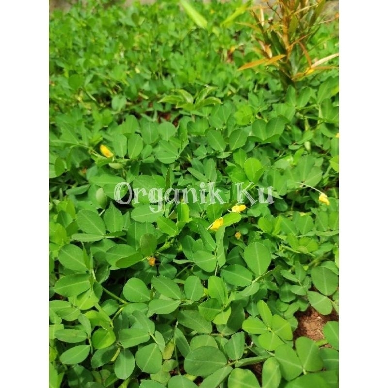 Jual Stek tanaman landep tanaman kacang-kacangan arachis pintoi paket ...