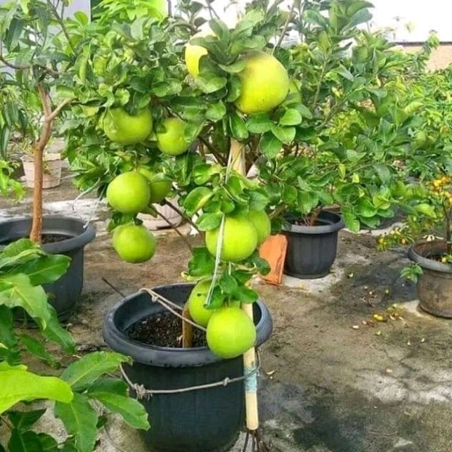 Jual Bibit Tanaman Jeruk Red Pamelo Besar Sudah Berbuah Tabulampot