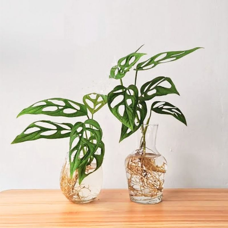 Tanaman Hias Monstera Obliqua Janda Bolong / Bunga Hias Philodendron Swiss Monstera Jandbol / Tanaman Hidup Janda Bolong Monstera Oblikua / Tanaman Hidup Monstera Jandbol Murah